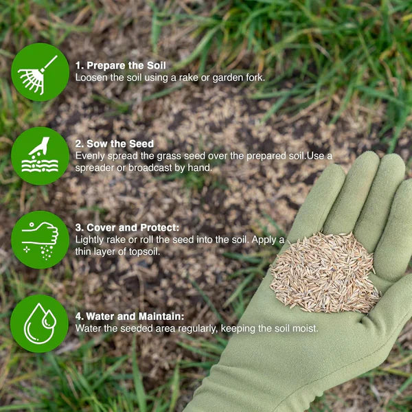 🌱 Four Seasons Evergreen Dwarf Grass Seed | Create Your Perfect Lawn, Starting Here! 500GX2=1 KG BUY 1 GET 1 FREE
