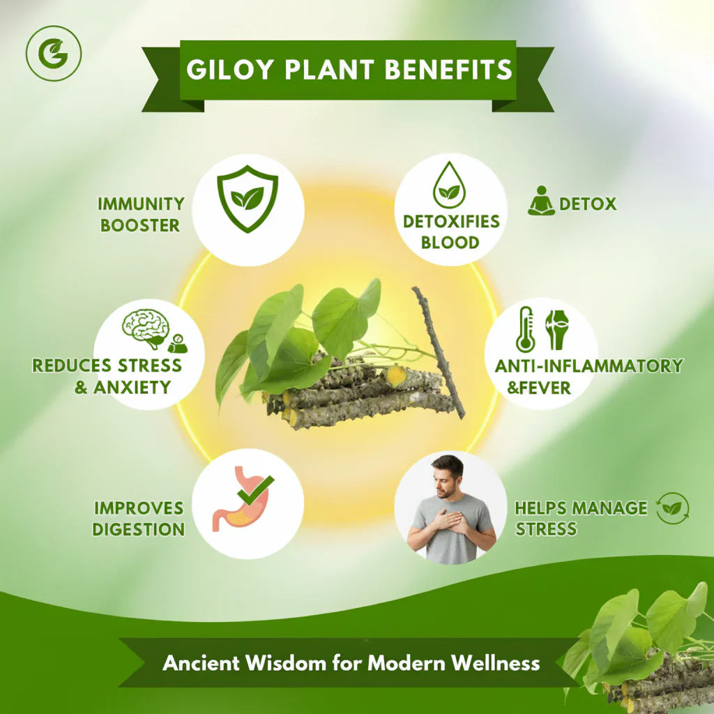 Herbal Giloy Detox Foot Patches | Body Detox Support, Stress Relief(1 BOX = 20 PATCHES-Buy 1 Get 3Free🔥🔥)